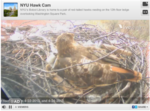 NYU Hawks 